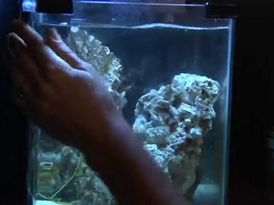 Bioremediation: Living Solution to Restore a Gulf in Peril