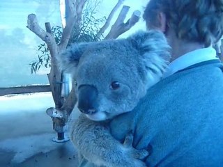 Koala Park - Perth - Australia