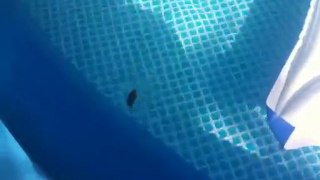 Ratatouille prend son bain