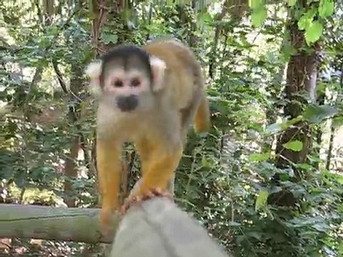 Zoo la Boissière du Doré : singe