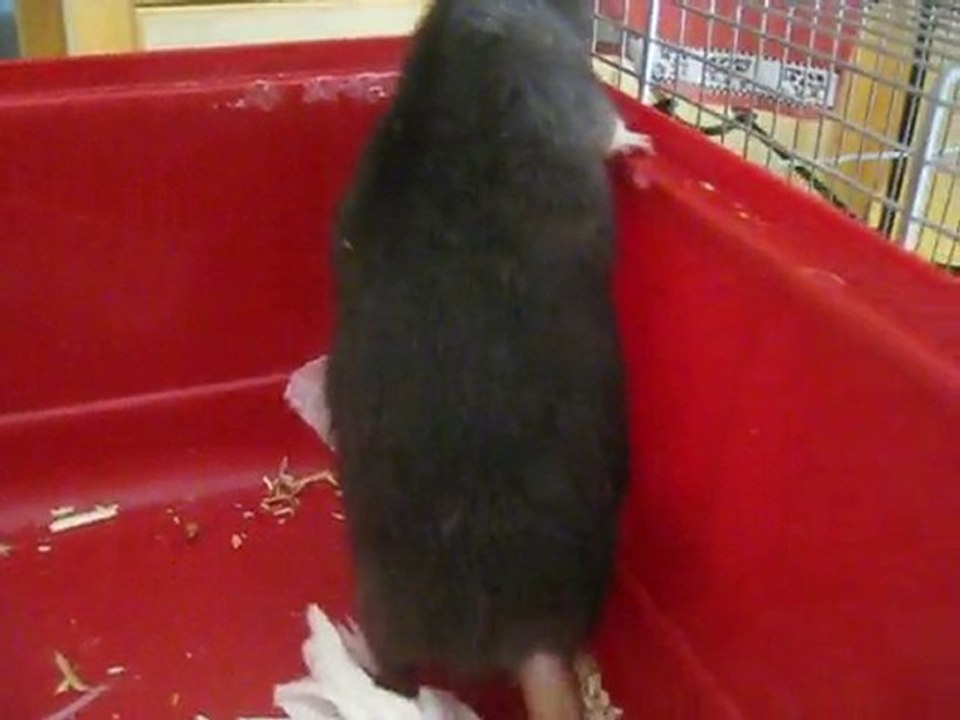 16 bibounets ont 15 jours