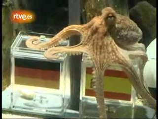 Polpo Paul prevede vittoria Spagna contro Germania