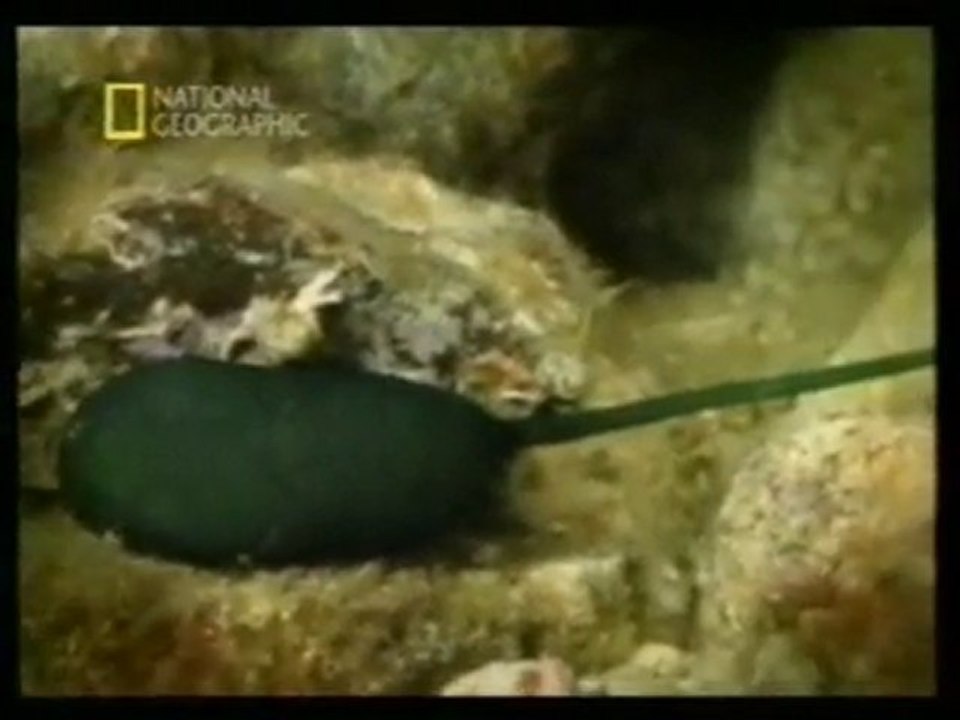 Bonellia viridis: Sexo a la carta