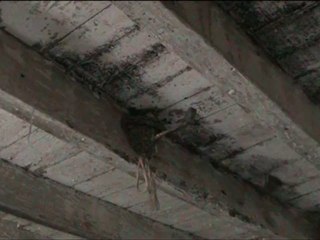 Les hirondelles nourissent leurs petits