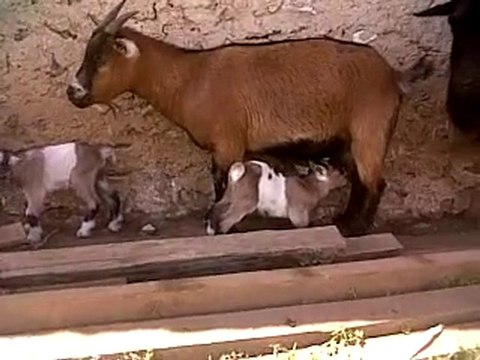 VID 00031-20100705-1459