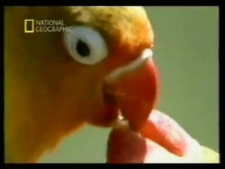 Monogamia animal: Conducta sexual desviada