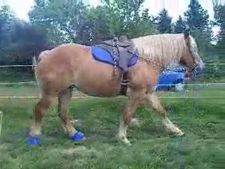 grosse poulinette avec selle