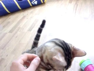 C'est un chat mais quel chat, notre Easylo !!