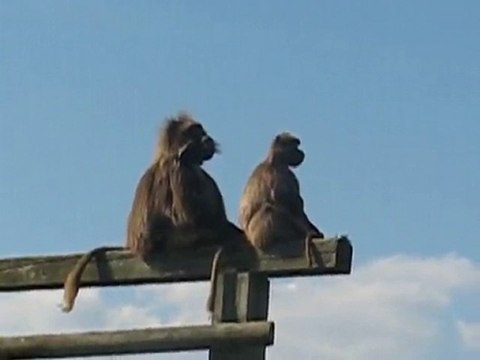Zoo la Boissière du Doré : singes