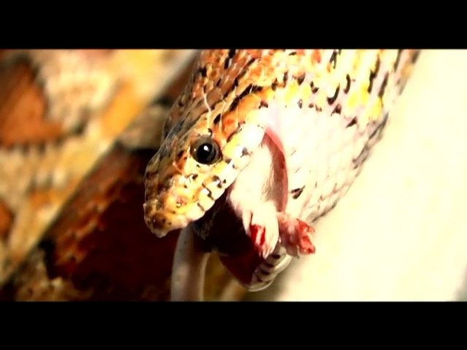 Les limbes de Saturne - extrait