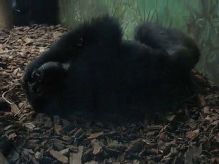 Zoo la Boissière du Doré : gorille