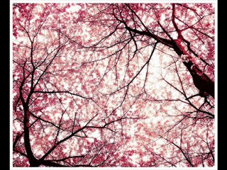 Je t'aime tellement éwè'