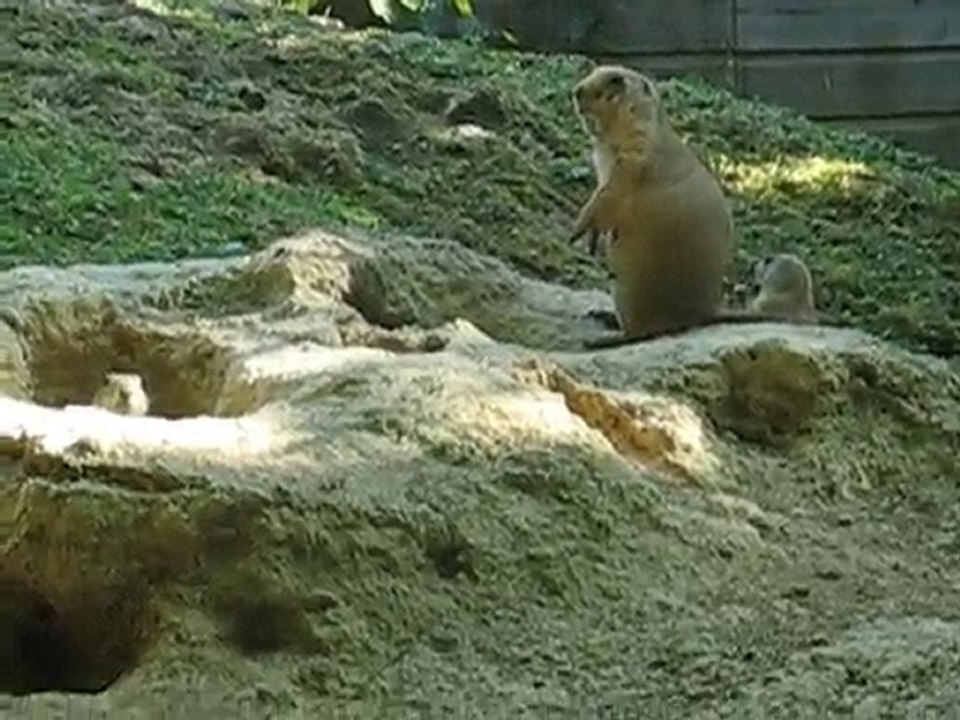 Zoo la Boissière du Doré : chiens de prairie