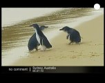 Little penguins released into Sydney Harbour - no comment