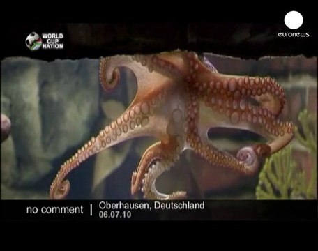 Octopus Paul predicts a victory of Spain... - no comment