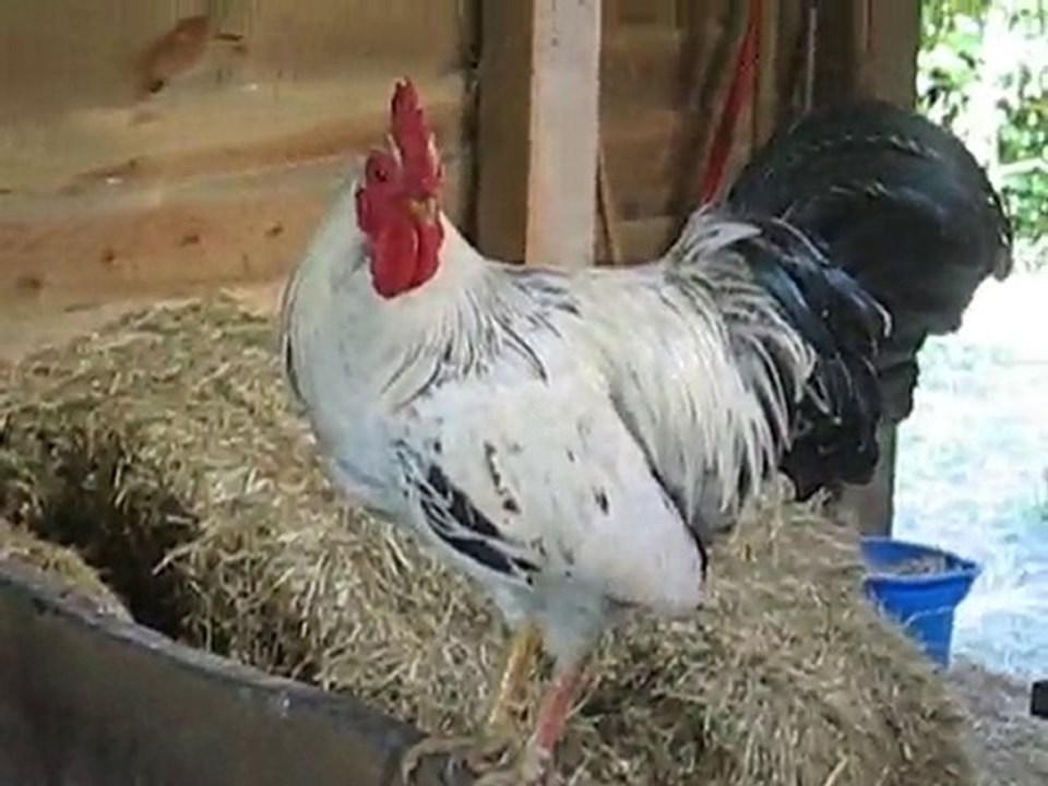 Zoo la Boissière du Doré : coqs