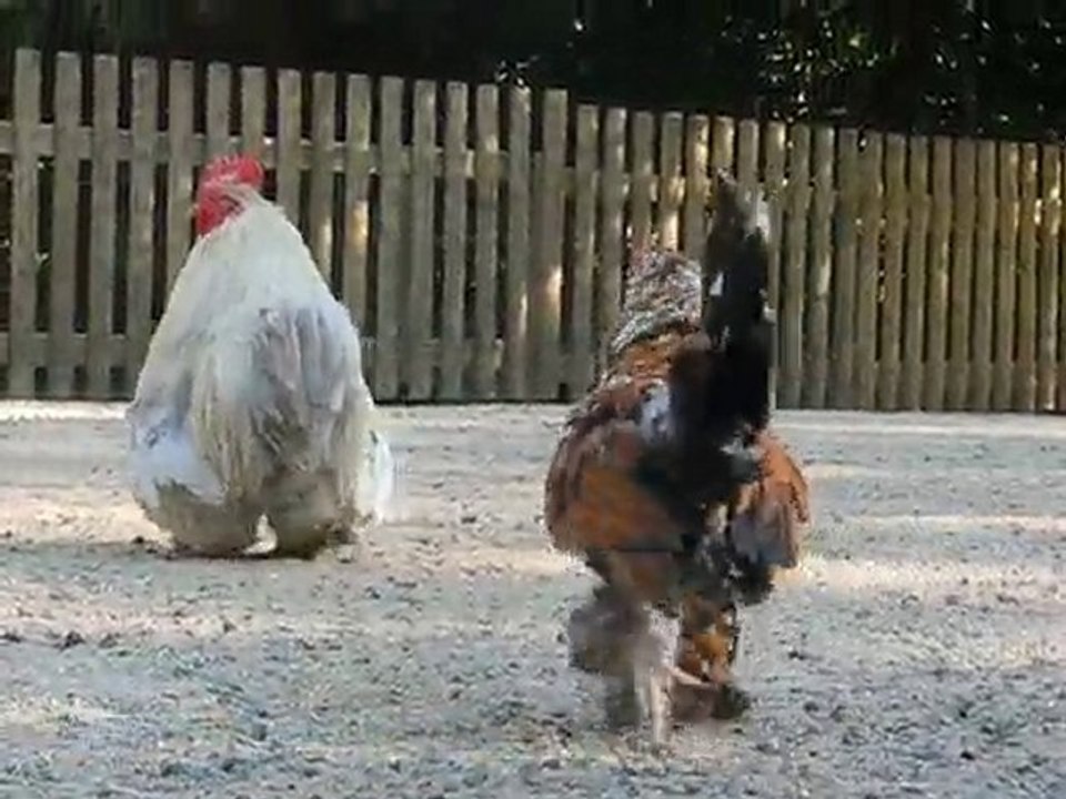 Zoo la Boissière du Doré : poules