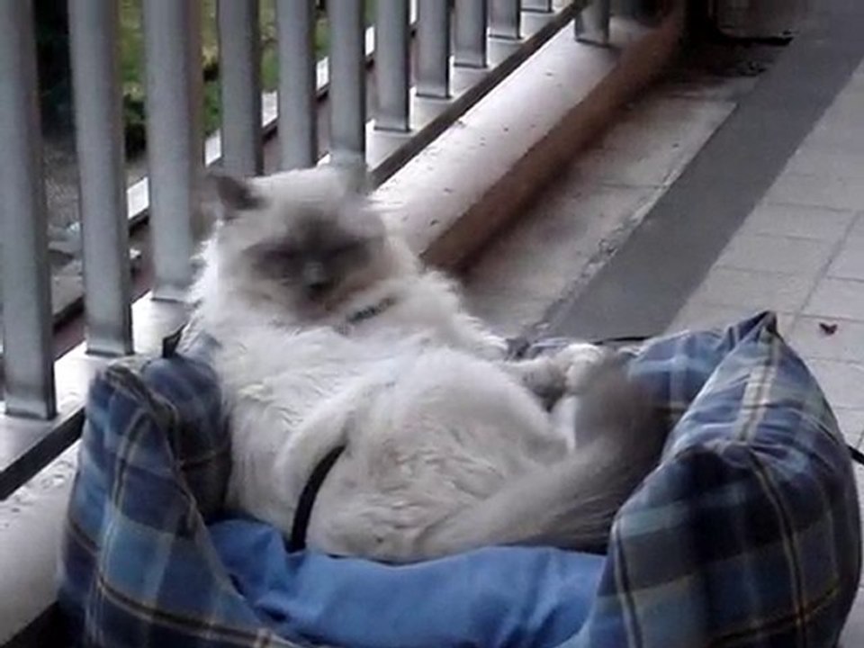 MOV05801 YOTA LE SOIR APRES UNE GROSSE JOURNEE DE CHALEUR