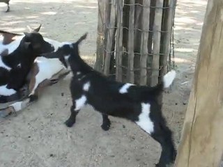 Zoo la Boissière du Doré : chèvres