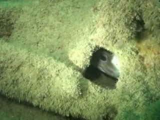 Plongée sur l'épave de l'Ussa