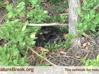 International Wildlife Film Festival