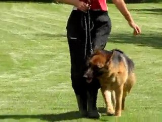 German Shepherd Female Protection Dog-Quina