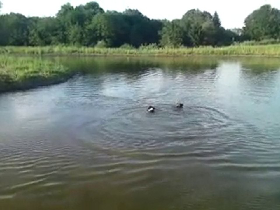 Les crocodiles d'Orange