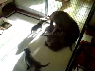 elevage des rives du lac bleu