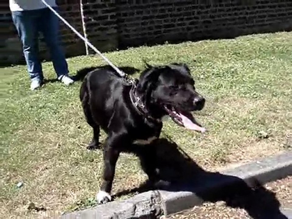 kassia