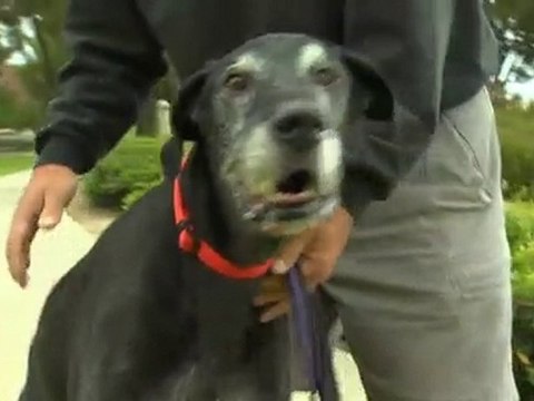 What to do when your dog is vomiting