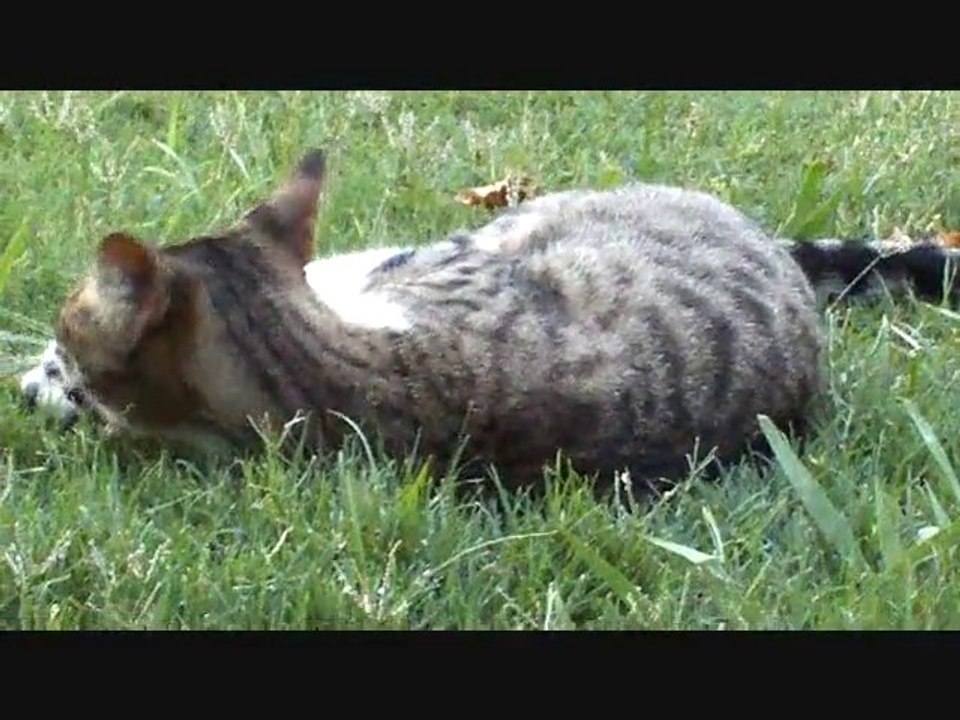 Pilot Point TX Neighborhood Kitty