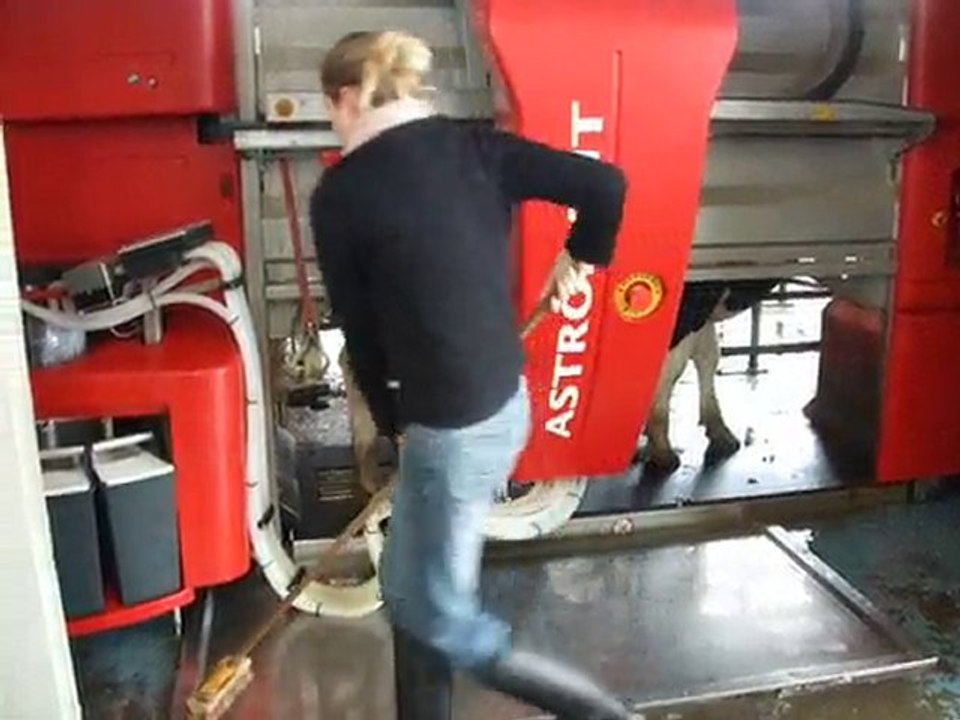 robots milking