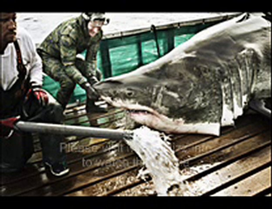 Going Great White (2009) Part 1/16