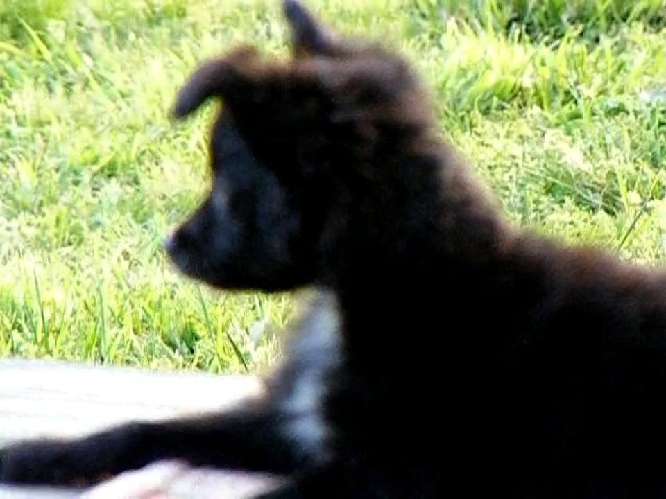 Max ignoring me on the porch!  [April 2010]
