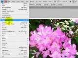 Photo Editing Basics Part 8 - Saving a Picture for Web Use