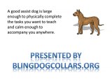 Bling Dog Collars personalized dog collar studded dog collar