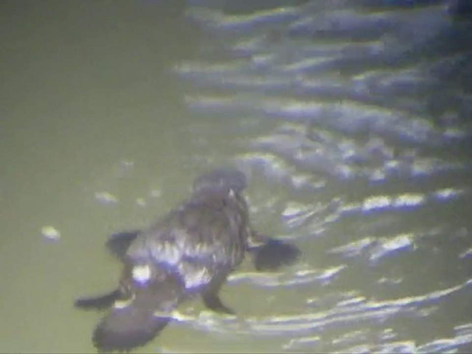 PLATYPUS