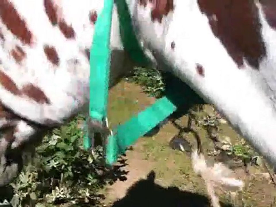 Oups, grand cheval, je t'aime
