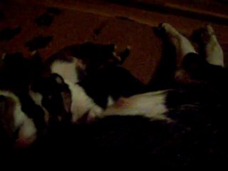 06/07/10:La F. Litter du Finfond fait ses premiers pas :-)))