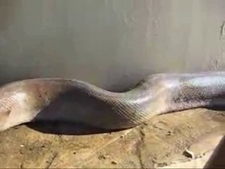The largest dead snake ever found,  ölü bulunan büyük yılan