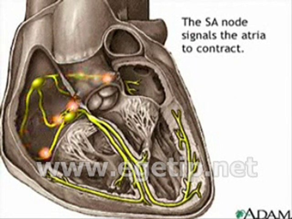 Forum Ege Tıp - Kalbin İleti Sistemi