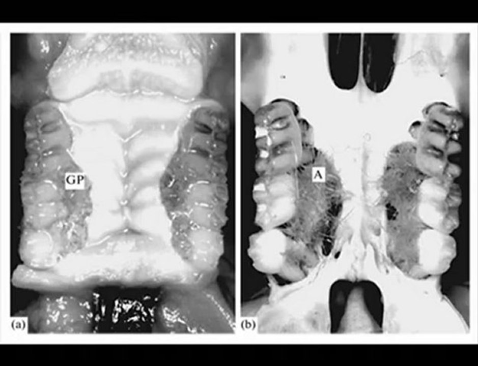 OGM l'étude russe qui pourrait «déraciner» une industrie