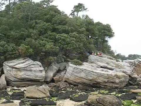 Noirmoutier : Bois de la Chaize