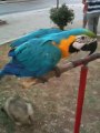 Papagan Macaw Ara