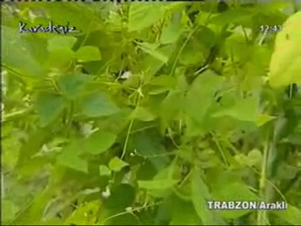 Arakli.Biz Araklının Eskimeyen Yüzü