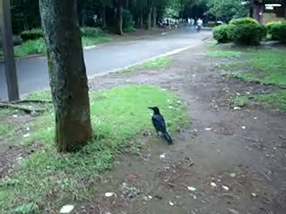 L'attaque du corbeau tueur