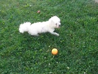 DSCN2754 CANIFAMILY : SUZON ET SA JOIE DE VIVRE suite......