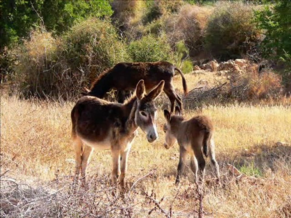 Anes du désert, anes des rivages du Maroc