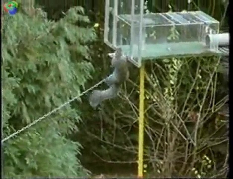 Squirrel commando