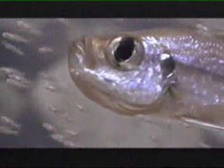 Lake Tanganyika Part3